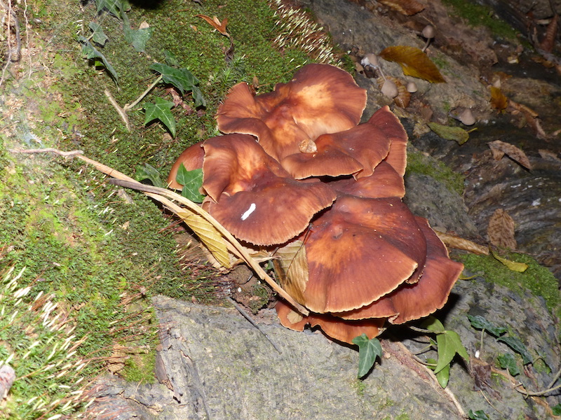 Funghi |Chiodino, Armillaria mellea (Vahl.) P. Kumm