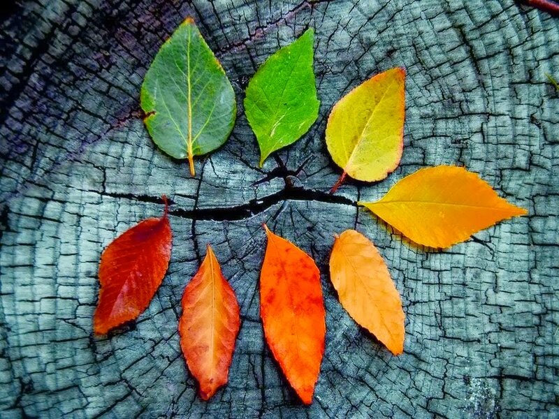 La tavolozza delle foglie