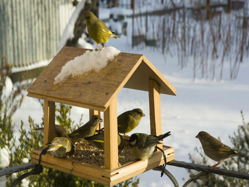 Birds' feeder