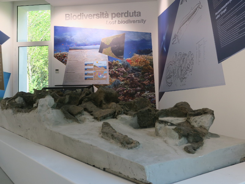 Museo Mare Antico e Biodiversità (Ancient Sea and Biodiversity Museum)