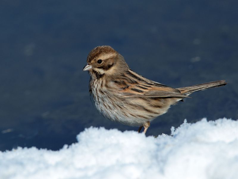 Sperlingsvögel im Schnee