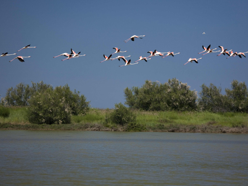 Flamingos im Valle Bagliona, Rosolina (RO)