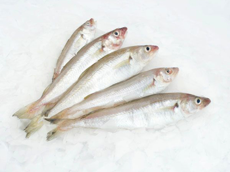 Merling or Whiting 