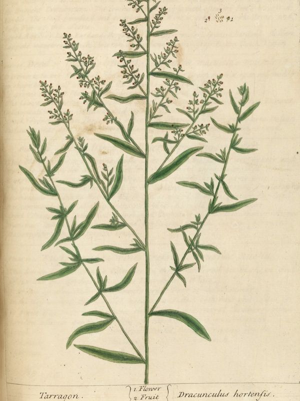 Artemisia Dracunlus