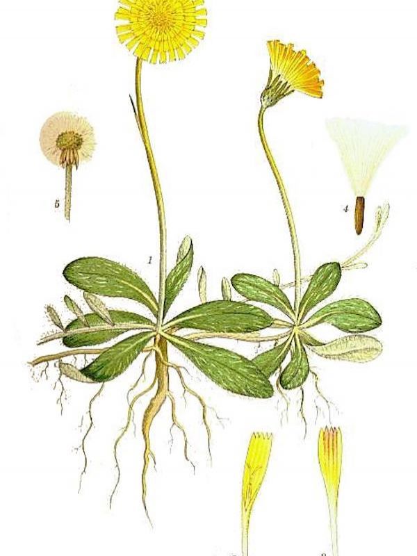 Hieracium Pilosella
