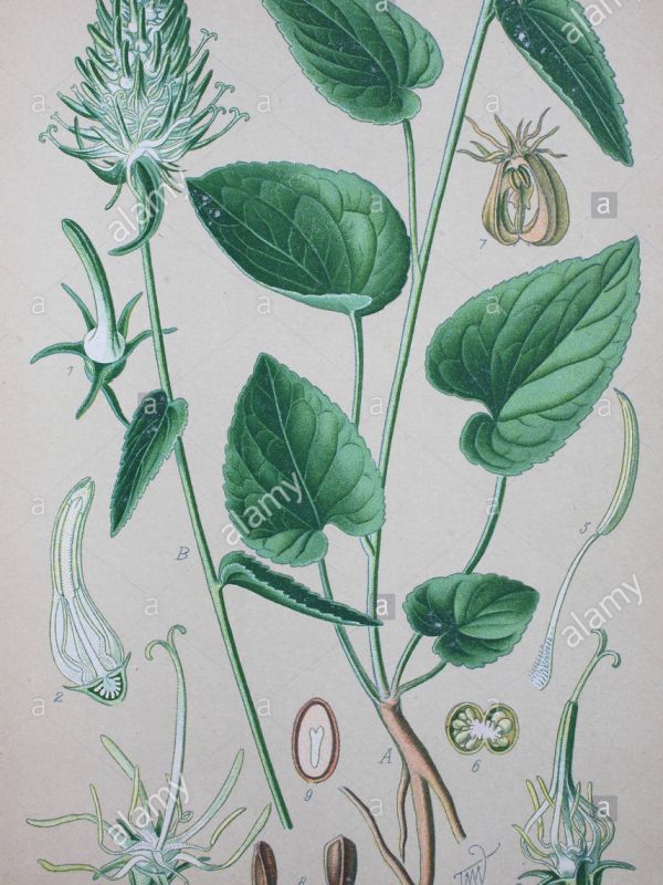 Phyteuma Sylvestris