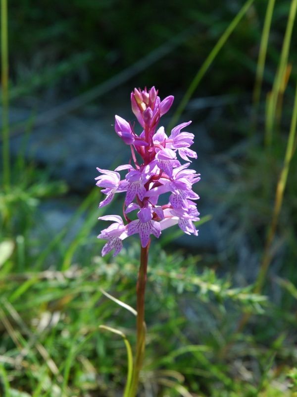 Heath spotted-orchid (Dactylorhiza maculata (L.)
