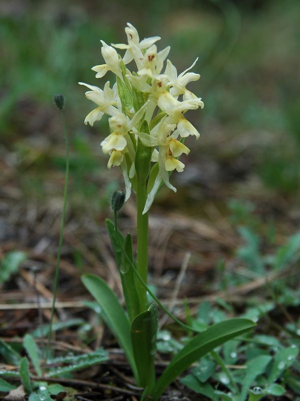 Elder-flowered orchid (Dactylorhiza sambucina (L.)