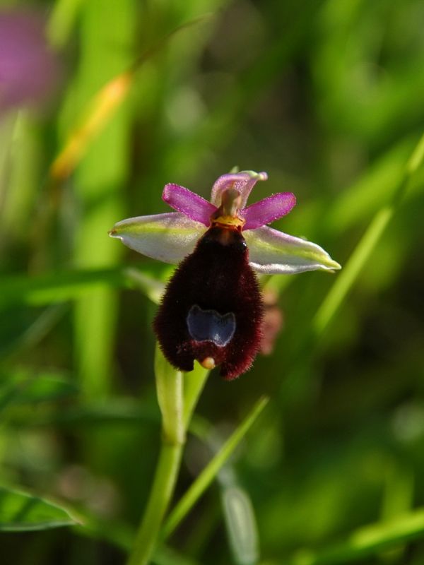 Bertoloni's bee orchid (Ophrys bertolonii Moretti subsp. bertolonii)