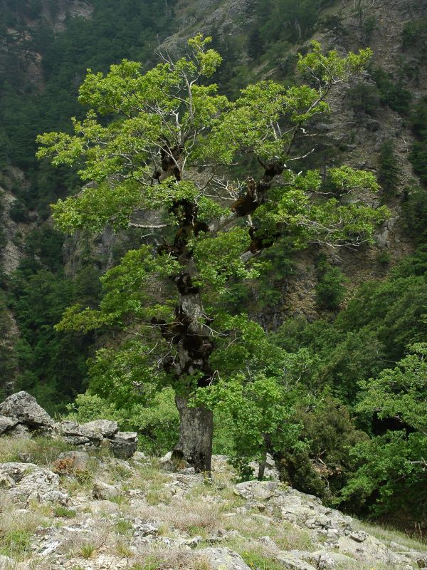 Oak (Quercus petraea (Matt.)
