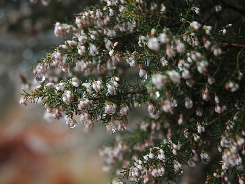 Tree heath (Erica arborea L.)