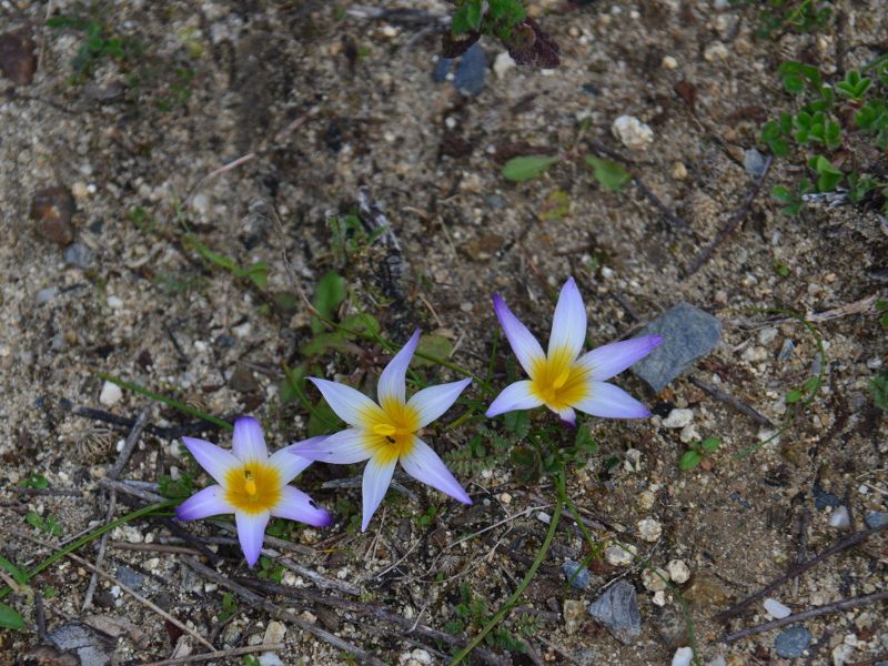 Common saffron (Romulea bulbocodium (L.) Sebast. & Mauri)