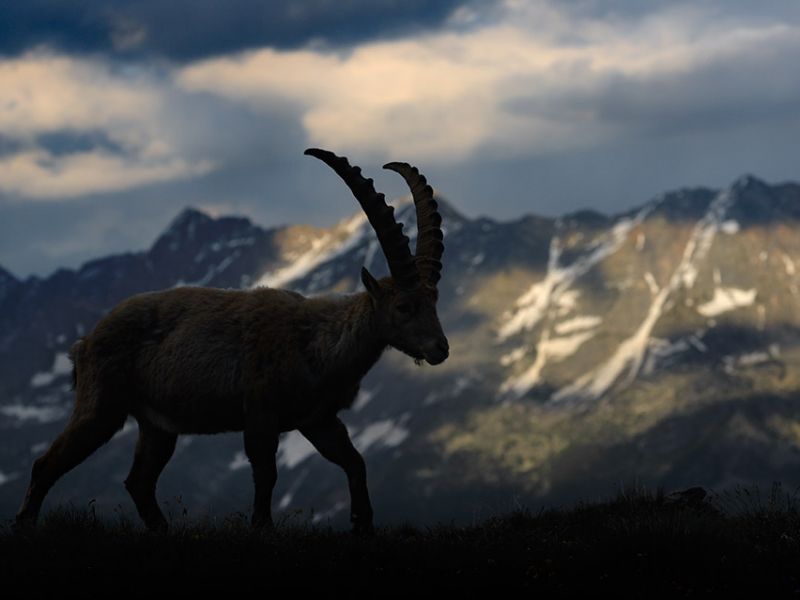 The alpine ibex trail