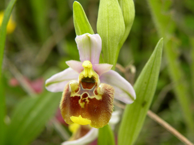  Orchidea