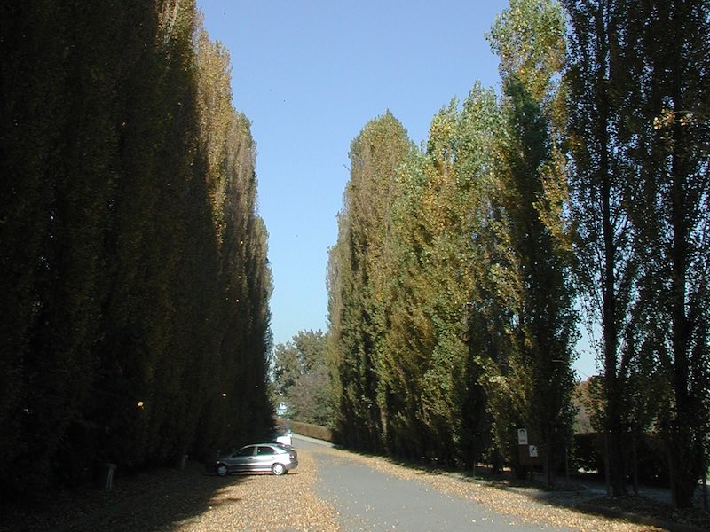  Viale di ingresso al Parco Le Vallere