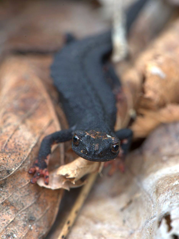 Northern spectacled salamander