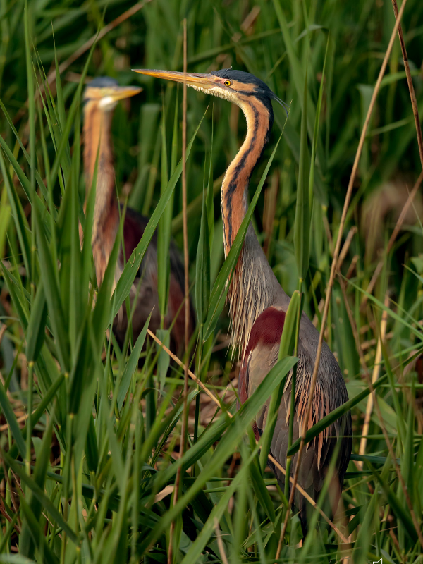 Red heron, from San Genuario to Palude
