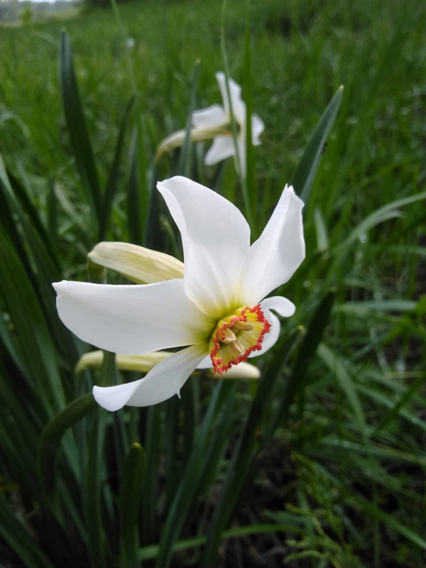 Daffodils in Castelnuovo Scrivia