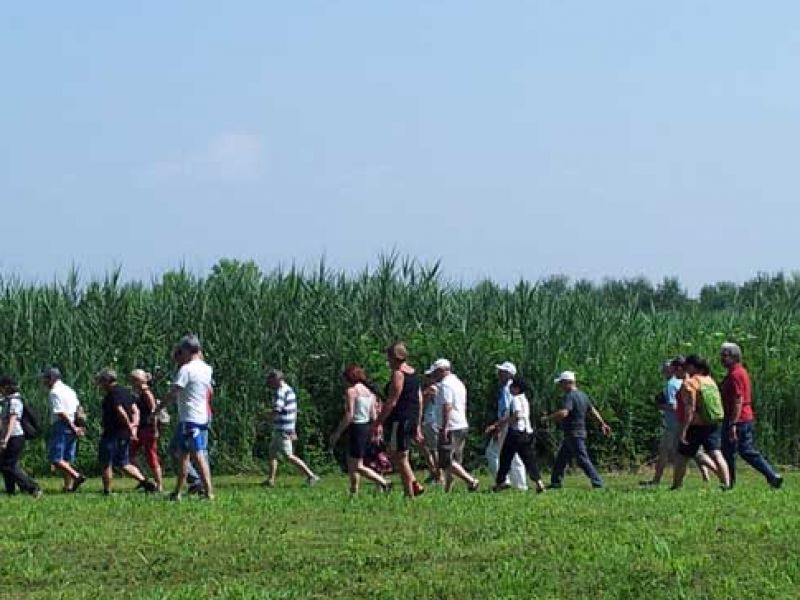 Camminata tra i canneti