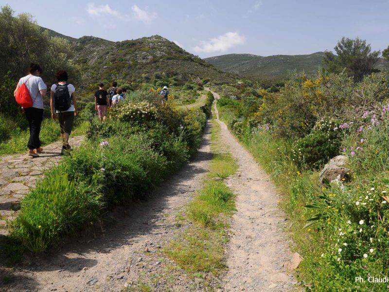 Zenobito Trail