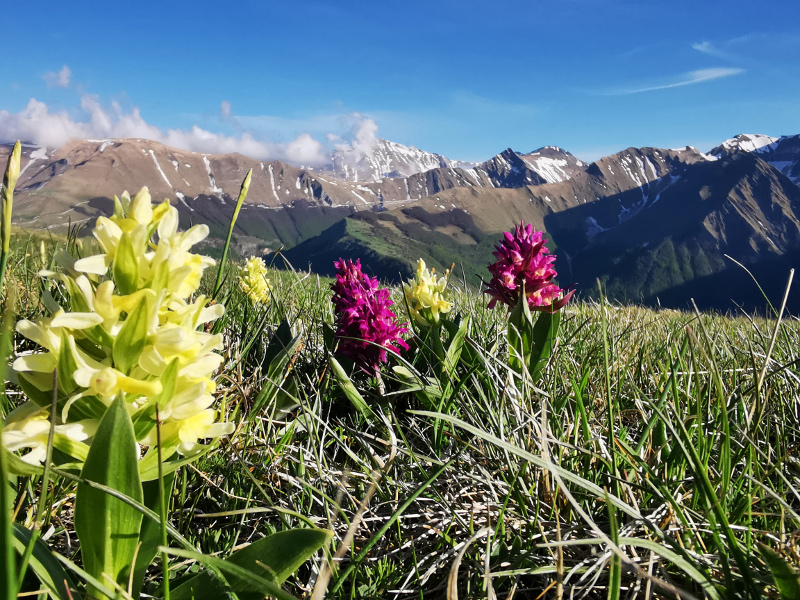 Sambucine Orchids on the Ragnolo meadows - Great Ring Route Stage G4, Garulla Monastery