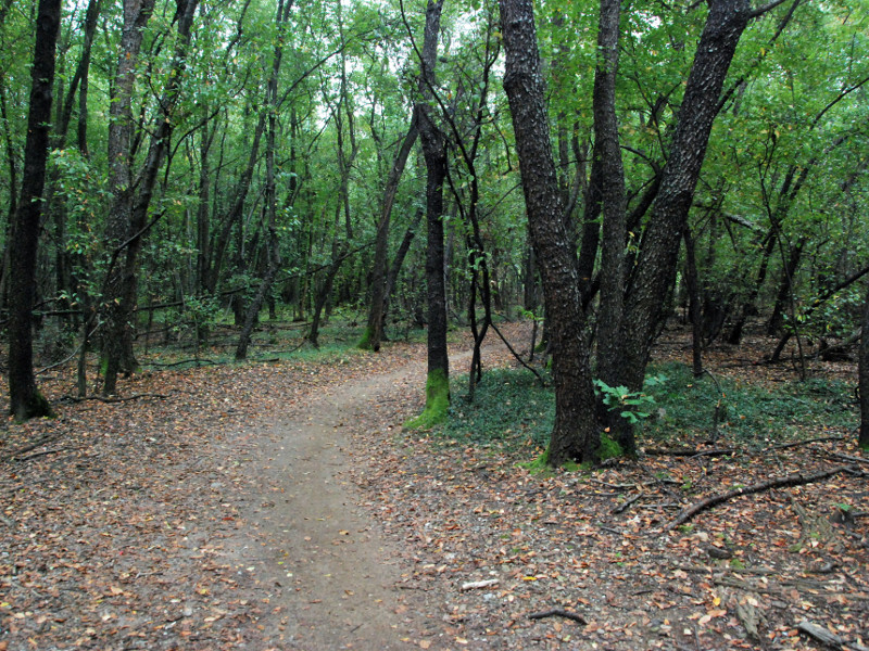 Roccolo Forest
