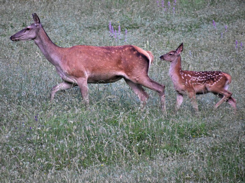 Scatta la Riserva photographic contest: Mother deer