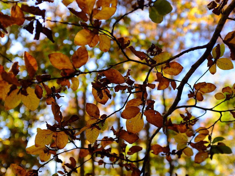 Scatta la Riserva photographic contest: Leaves