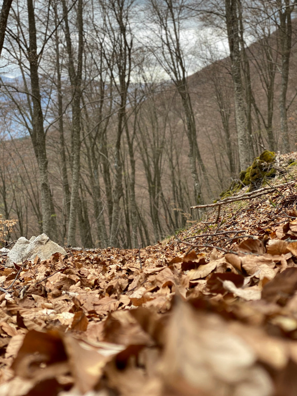 Scatta la Riserva photographic contest: Leaves in the wood - Perrito Pass