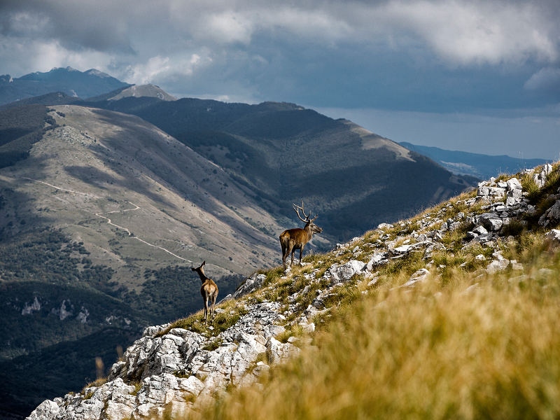 Scatta la Riserva photographic contest: Deer
