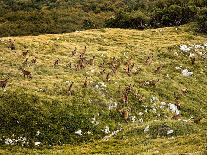 Scatta la Riserva photographic contest: Meta deer