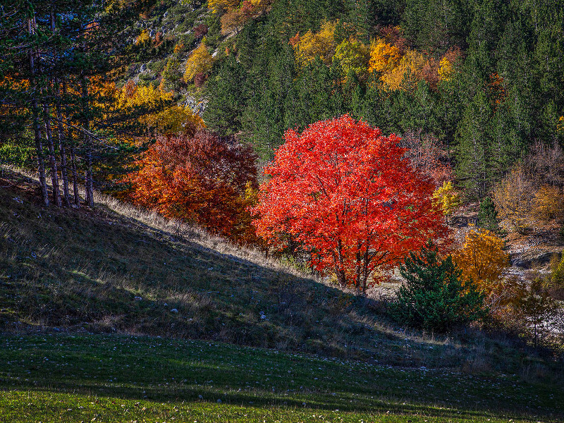 Scatta la Riserva photographic contest: Autumn