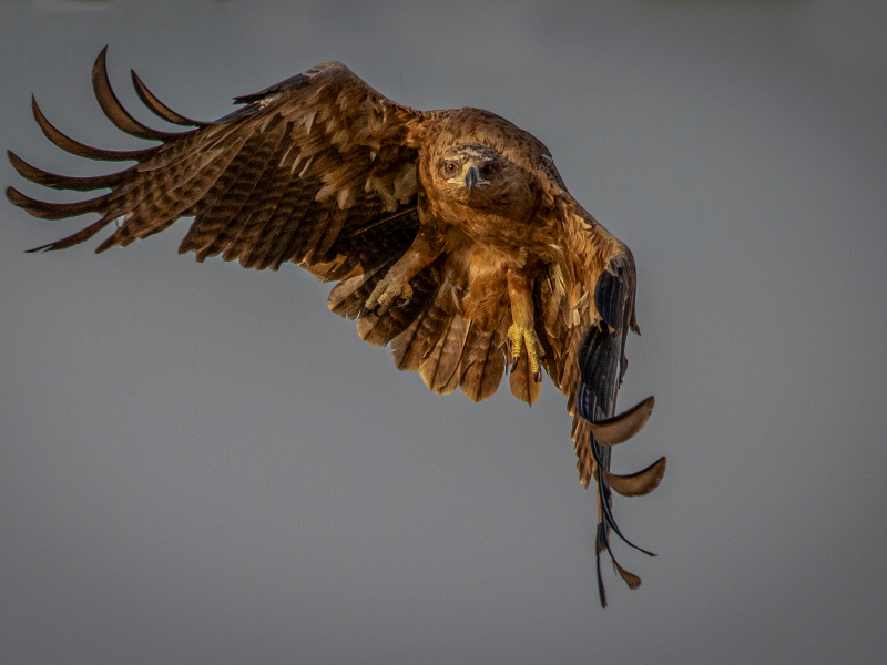 Scatta la Riserva photographic contest: Eagle on the way