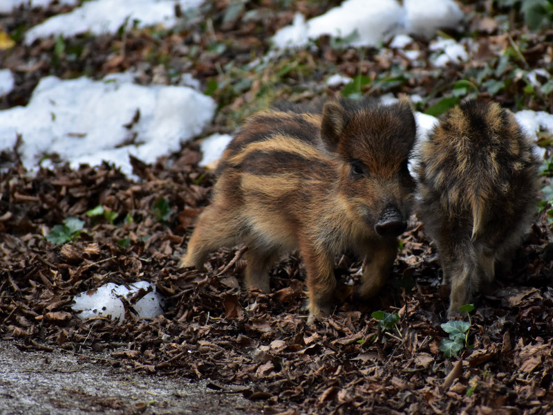 Scatta la Riserva photographic contest: Wild boars (Photo selected by the Jury for the 2022 calendar)