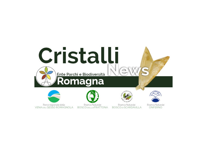 Newsletter Cristalli News