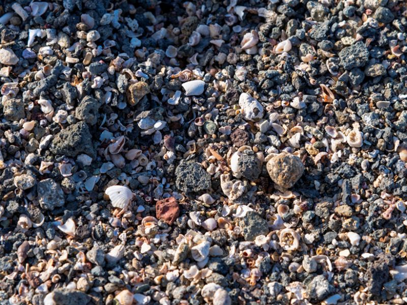 Figura 3: Modeste quantità di sabbia e detrito organogeno site in località Arenella
