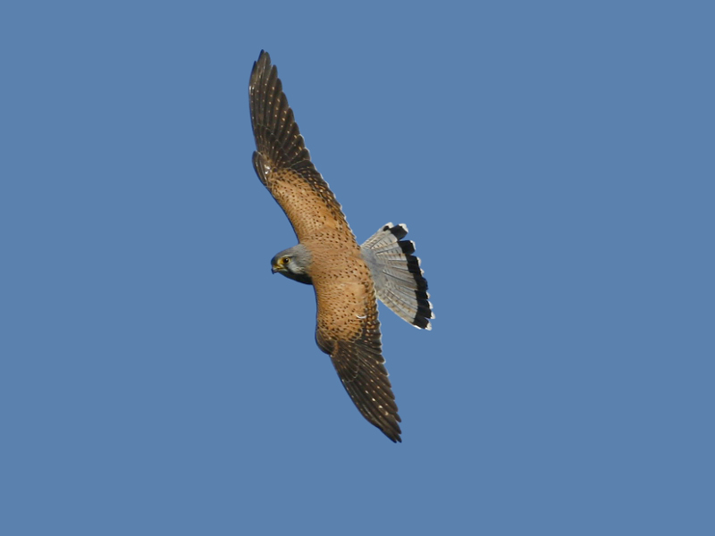 Falco tinnunculus L. (Gheppio)