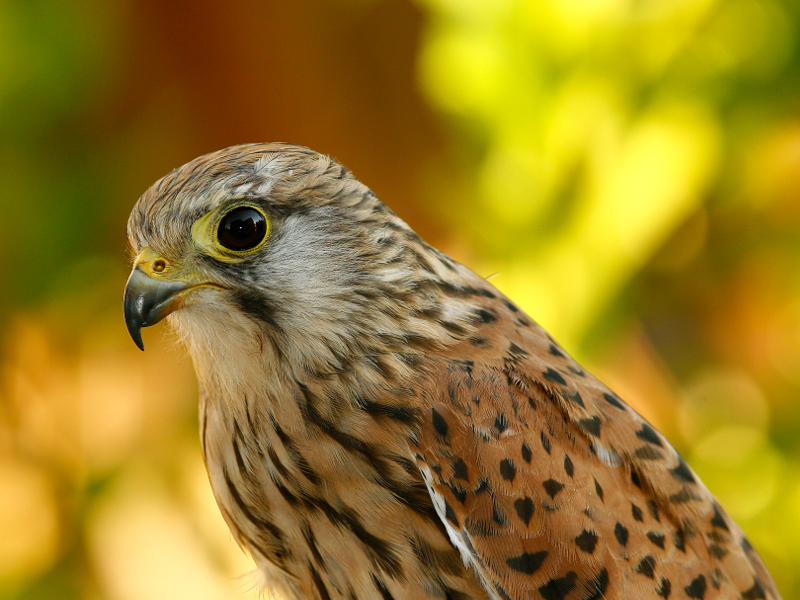 Falco tinnunculus L. (Gheppio)