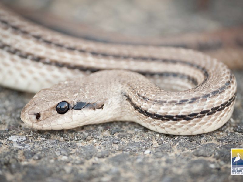 Four-lined snake