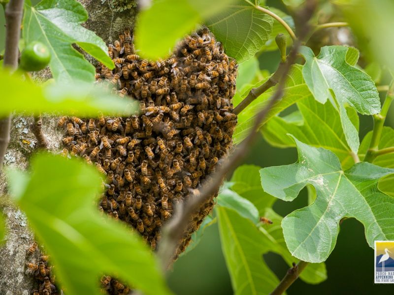 Bienen auf Feigenbaum