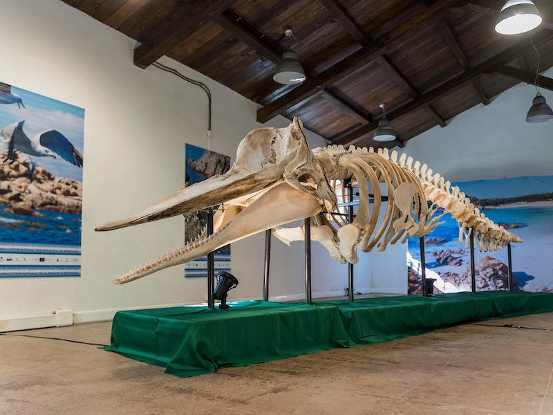 Squelette de cachalot