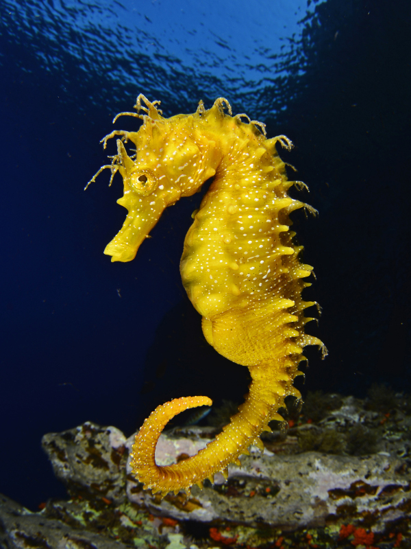 Cavalluccio marino (Hippocampus)