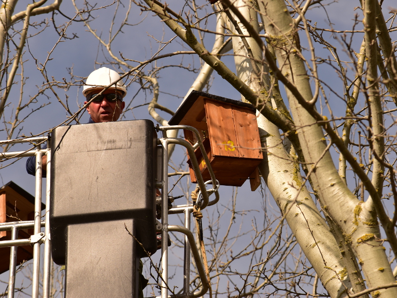 Fotostoria adotta un falco cuculo: dalla conferenza stampa ai nido sugli alberi