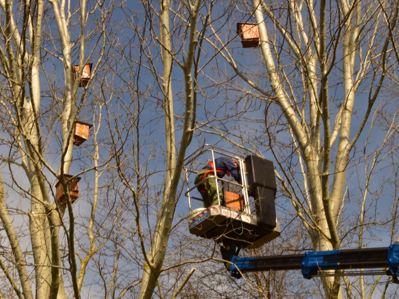Fotostoria adotta un falco cuculo: dalla conferenza stampa ai nido sugli alberi