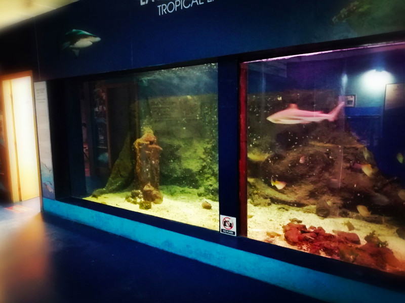 Aquarium Mondo Marino, Centro Studi Squali di Valpiana