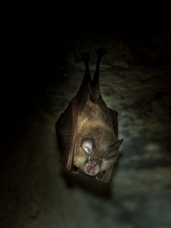 Pipistrello nella Grotta del Farneto