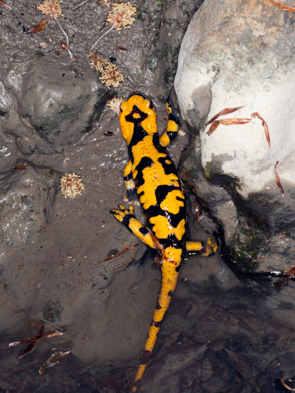 Salamandra pezzata: femmina in deposizione