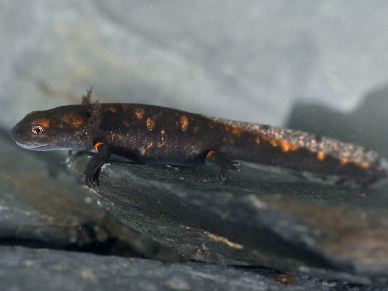 Salamandra pezzata: larva in stadio avanzato
