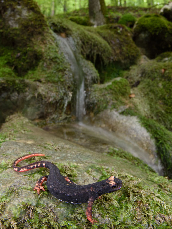 Salamandrina di Savi: adulto in ambiente naturale