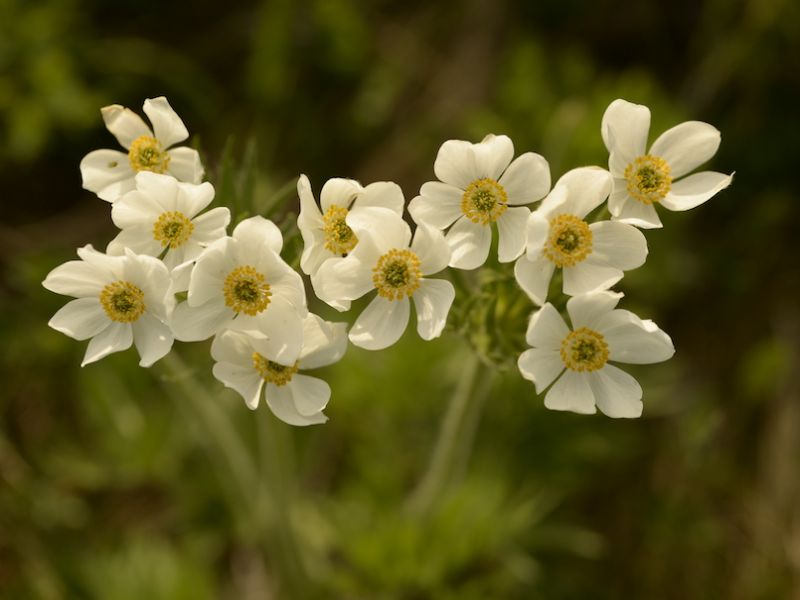 Anemone a fiori di narciso